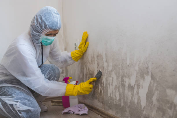 Asbestos and Lead Testing During Mold Inspection in Marin City, CA
