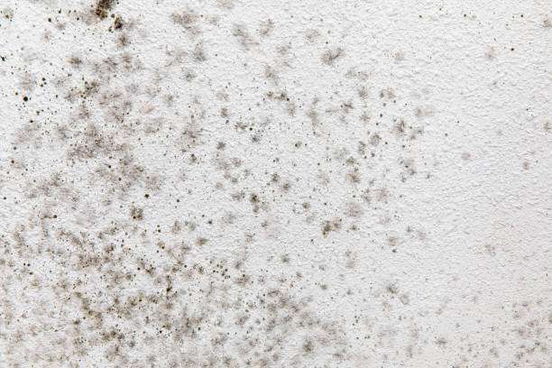 Best Commercial Mold Inspection  in Marin City, CA