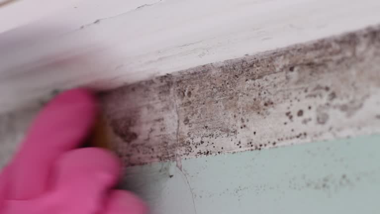 Marin City, CA Mold Removal Company